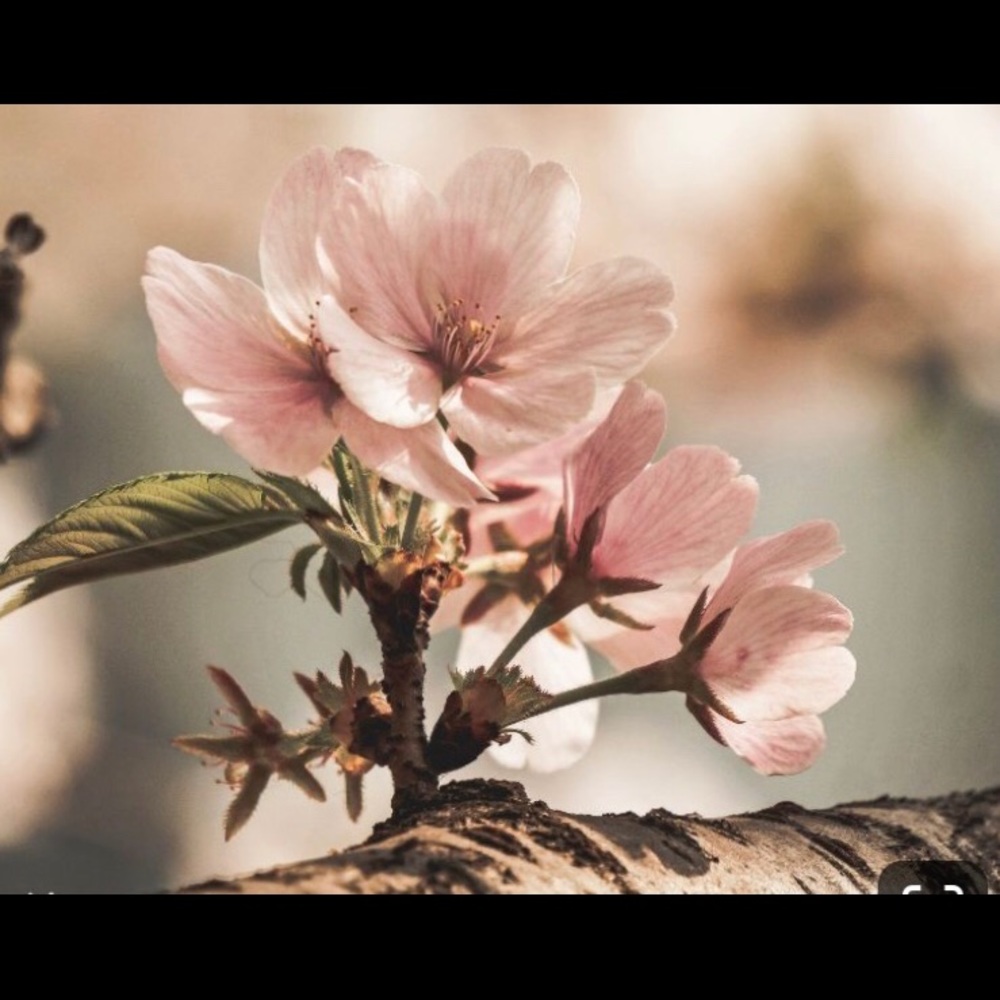 Meet your Posher, Jasmine